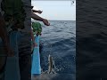 Catching King Mackerel Using Beltfish #fishing #kingmackerel #seafishing