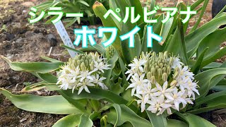 まるおの母　まるこの宿根草と低木の庭　2021 05 11 今日も爽やか。そろそろ雨が欲しいです。金魚草、シラーペルビアナ   咲き始めました。