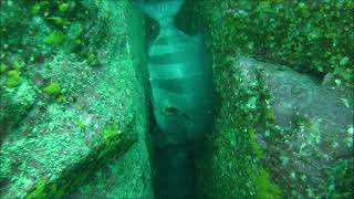 【イシダイ】秋目湾ウッチャガ崎の石鯛　　鹿児島の海