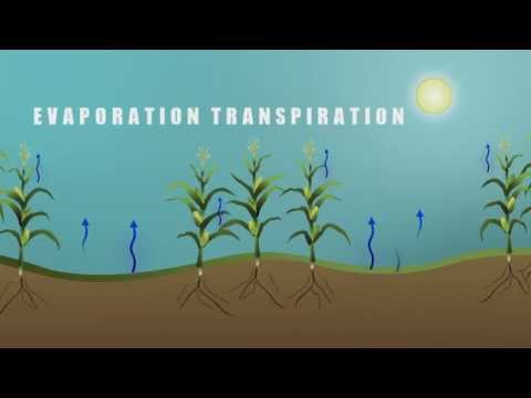 What is the evaporation of water from leaves called?