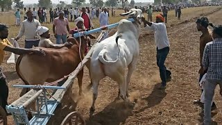 Aakola vala bail sanjay।bullock cart race in Maharashtra । #shankarpat