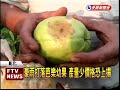 豪雨打落芭樂幼果 產量受衝擊－民視新聞