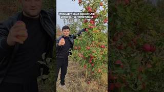 OBUNA BOLİNG MEVALİY KOCHATLAR SOTUVDA TEL+998959515353+998908411161 #fruit #garden #топ #rek