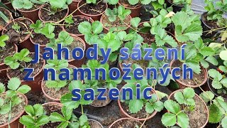 Jahody sázení z namnožených sazenic