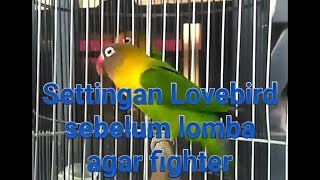 How to set lovebird before competition