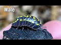 armadillidium gestroi a species profile on a most incredible and beautiful isopod