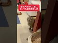 猫の声がなかやまきんに君になっても違和感ない説 shorts