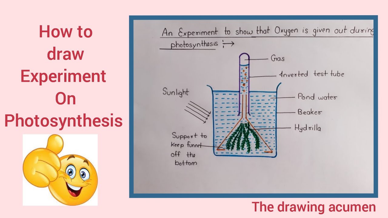 How To Draw Experiment On Photosynthesis Step By Step For Beginners In ...