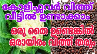 തുടക്കക്കാർക്കും കോളിഫ്ലവർ കൃഷി എളുപ്പത്തിൽ ആക്കാം How to grow cauliflower at home