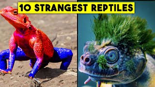 10 STRANGEST Reptiles That'll Make You Question Your Eyes