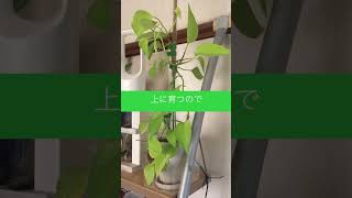 ダイソーポトスのリメイク #観葉植物 #shorts