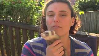 Feeding ferrets a whole raw meat diet