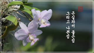 식물 키우기 온실의 좋은점과 나쁜점 / 화이 Orchid Story