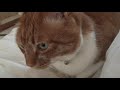 猫さん。いつもの朝の習慣【侵入した野良仔猫】～家猫修行中～