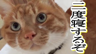 猫さん。いつもの朝の習慣【侵入した野良仔猫】～家猫修行中～