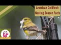 American Goldfinch Nesting Season