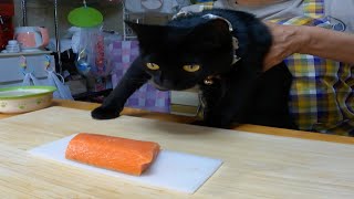 生後５ヶ月の子猫が初めて生サーモンの刺身を食べた結果…ｗ意外なリアクションが可愛い【保護黒猫】