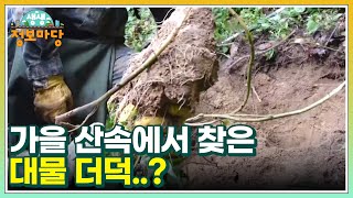 이건 뭐 GO?! 가을 산속에서 찾은 대물 더덕..? MBN 220919 방송