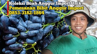 Pusat Grosir! WA 0853-3182-1864 Jual Bibit Anggur Import merah di Jakarta di Bandung di Bekasi