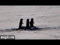 Prairie Dogs in the Snow at Grasslands National Park