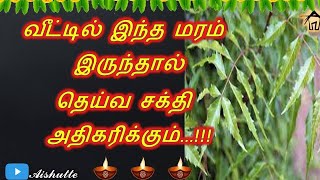 Keep this tree in your house |  வீட்டில் இந்த மரம் இருந்தால் தெய்வ சக்தி அதிகரிக்கும்