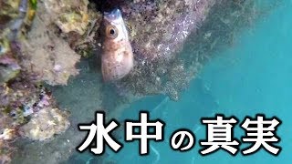 【癒し】水中の魚達がルアーを食う瞬間が可愛い