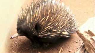 Short-Beaked Echidna (Spiny Ant-Eater)