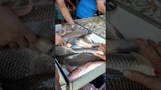 Big Rohu fish.বড় রুই মাছ। #fishing #shorts