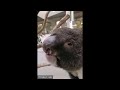 koala death metal