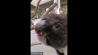 Koala Death Metal