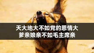 天大地大不如党的恩情大，爹亲娘亲不如毛主席亲。【B站评论】