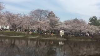 岩槻城址公園の桜