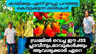 കായ്ക്കുമെന്ന് 100% ഗ്യാരണ്ടി പറഞ്ഞുകൊടുക്കുന്ന തൈകൾ🔥. fruitplant nersory