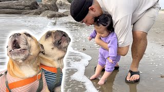 Our Baby And Dogs First Time At Beach Together* Warning Contains TANTRUMS