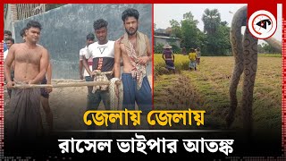 বাংলাদেশে এত রাসেল ভাইপার এলো কোথা থেকে? | Russell's Viper in Bangladesh | Kalbela