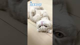 どこでもヘソ天する子猫【スコティッシュフォールド】#shorts #かわいい #子猫