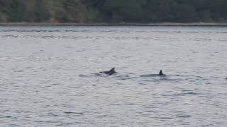 青海島　紫津浦にてイルカの群れ