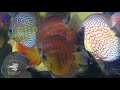 ปลาปอมปาดัวร์ ราชินีแห่งปลาตู้ discus fish