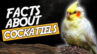 Top 10 Amazing Facts About Cockatiels You Should Know