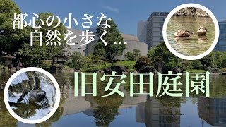 【旧安田庭園】都心の小さな自然を歩く…