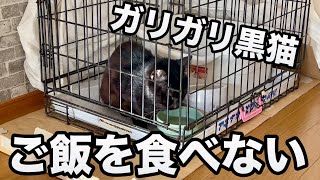 ガリガリな黒猫がご飯を食べなくなりました！？