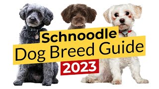 Schnoodle Dog Breed Guide 📃🔴 2023 🔴