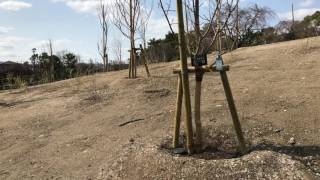 [4K] 伊丹・緑ヶ丘公園「さくらの丘」