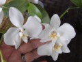 phalaenopsis aphrodite in bloom