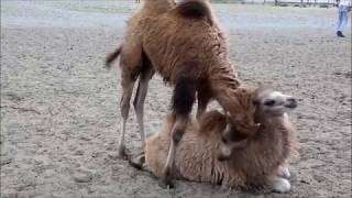 Hunder Village!! Nubra Valley!! 10000ft!! Home to Bactrian two hump camels!! Mahindra Thar Drive!!