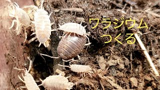 【ワラジムシ飼育】ニホントカゲの餌に【ワラジウム】