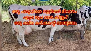 പശു വളർത്തൽ |ക്ഷീരകര്ഷകന്റ ഒരു ദിവസതെ മിച്ചം |cow farm in kerala|Daiary Farming |പശു വളർത്തൽ