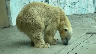 朝のパトロールするイコロくん【‎2024年‎8月13日】【上野動物園】ホッキョクグマ