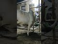 beautiful bachi of bismillah dairy farm trending viral viral share bachi