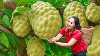 Harvesting Giant Na Dong Banh & Go to Market Sell, Wholesale tons of fruit in traditional market